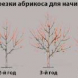Как да се култивираме кайсия през есента, така че да има добра реколта